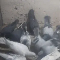 بله نر سوراخ