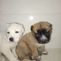 طوله البای|سگ|گنبد کاووس, |دیوار