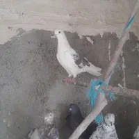 کفتر