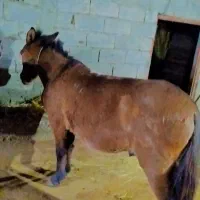 قاطر سال ۶ به ۷