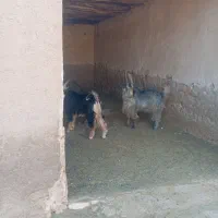 کهره نر بزری|حیوانات مزرعه|سروستان, |دیوار