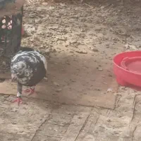 کبوتر پلاکی