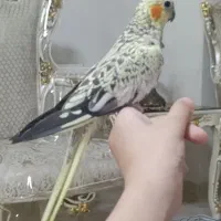 معاوضه