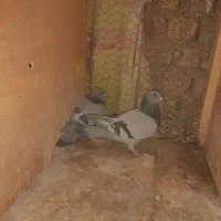 کبوتر پلاکی عربستان و جا اردن|پرنده|اصفهان, خواجو|دیوار