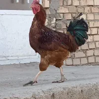 خروس|حیوانات مزرعه|فیروزه, |دیوار