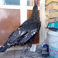 بوقلمون ماده تخم گذار چاق وچله