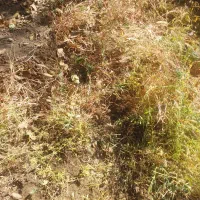 نظافت.منزل.راه پله باباامیرونگین ثبت 425312771|خدمات نظافت|دماوند, دماوند|دیوار