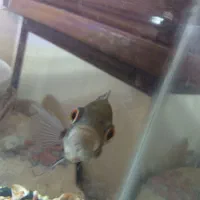 یک عدد آکواریوم|ماهی|الوند, |دیوار