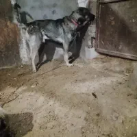 فروش|سگ|کشاورز, |دیوار