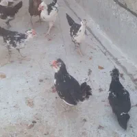 نوچه گلین چهارماهه سی صدتومن
