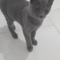 گربه اسکاتشن بلو