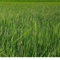 چلتوک برنج
