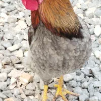 خروس جوان و خوشگل