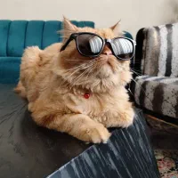 گربه پرشین|گربه|شهر ری, دولت‌آباد|دیوار