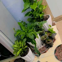 گل های قشنگ و سالم برای فروش