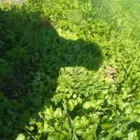 سبزی خوردن|خوردنی و آشامیدنی|فاضل آباد, |دیوار