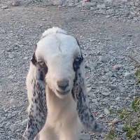 بزغاله ماده