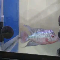 ماهی فلاور|ماهی|تهران, هفت چنار|دیوار