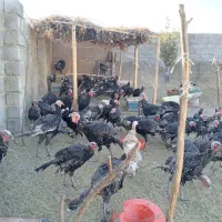 بوقلمون کردی