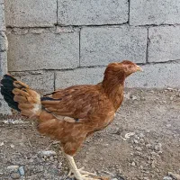 سه عدد نیمچه محلی|حیوانات مزرعه|مشگین شهر, |دیوار