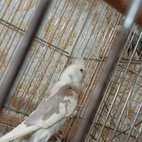 فروش فوری عروس هلندی|پرنده|خرم‌آباد, |دیوار