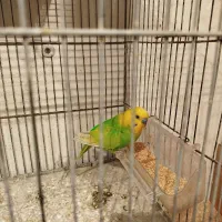 مرغ عشق|پرنده|گرگان, |دیوار