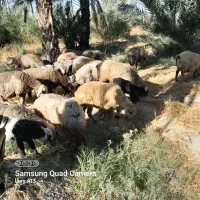 ۱۹راس میش بره دار و آبستن داشتی|حیوانات مزرعه|جره و بالاده, |دیوار