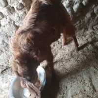 بز مری نر فروشی|حیوانات مزرعه|هیرمند, |دیوار