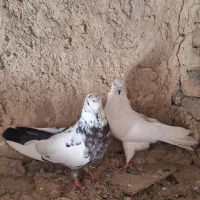 کبوتر تهرانی