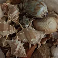 صدفها ی زیبا