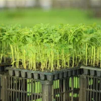 تولید و عرضه انواع نشاء اصلاح شده