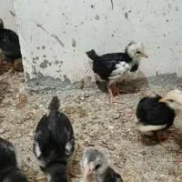 گلین لری اصیل فول کیفیت
