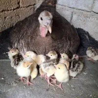 فروش بوقلمون ماده همراه با بچه