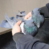 سبر معلقی عتیقه