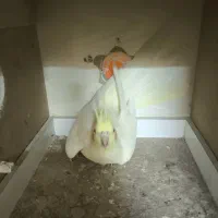 عروس هلندی|پرنده|تبریز, |دیوار