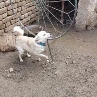 سگه پاکوتاه شناسنامه‌دار سوزناشو به موقع خورده