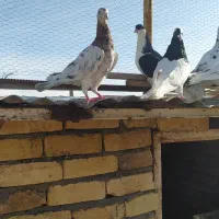 دسته ۲۶تایی کفتر رنگی|پرنده|ضیاء آباد, |دیوار