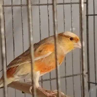 قناری نرتیرتیر