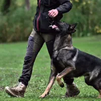 تربـیت تـضمینـی سگ با مـدرک معتبر-آموزش سگ