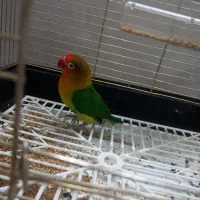 برزیلی فیشر|پرنده|زنجان, |دیوار