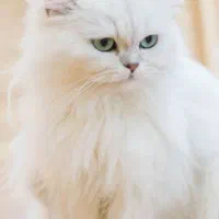 گربه پرشین پشمالو