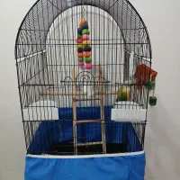 فروش طوطی|پرنده|اصفهان, کوی امیریه|دیوار