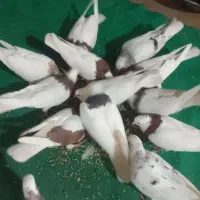 طوقی هماسرور کله سبز دم سیاه