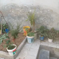 گل قاشقی  خیلی قشنگ دونه ای ۷۰ هزار همه باهم ۶۰|گل و گیاه طبیعی|قوچان, |دیوار