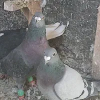 کفتر پلاکی|پرنده|شیراز, امام حسین|دیوار