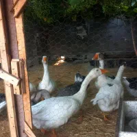 قوغازلینداوا آفریقایی