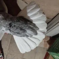 نرو ماده|پرنده|شیراز, محراب|دیوار