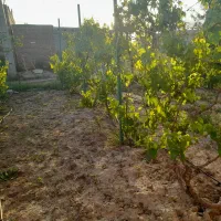 فروش زمین مسکونی|فروش زمین و ملک کلنگی|ملکان, |دیوار