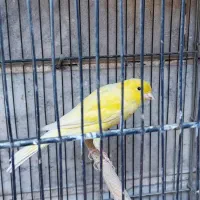 قناری نر و ماده|پرنده|ری, دیلمان|دیوار