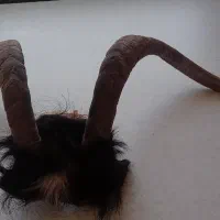 شاخ بز طبیعی کلکسیونی